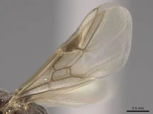 Linepithema humile specimen CASENT0724858 image casent0724858_4