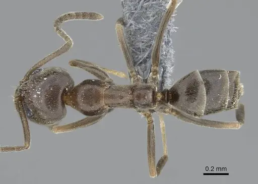 Linepithema humile specimen CASENT0785897 image casent0785897_1