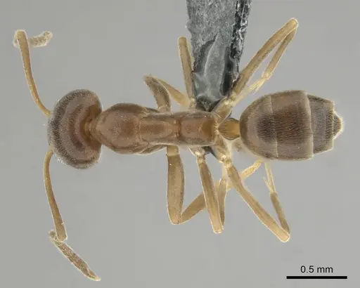 Linepithema humile specimen CASENT0813010 image casent0813010_1