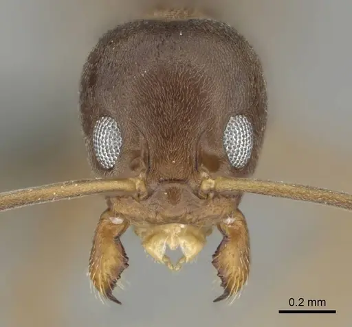 Linepithema humile specimen CASENT0813010 image casent0813010_2