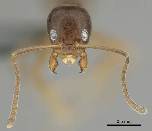 Linepithema humile specimen CASENT0813010 image casent0813010_3