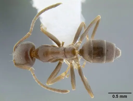 Linepithema humile specimen CASENT0844014 image casent0844014_1