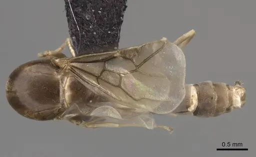 Linepithema humile specimen CASENT0845219 image casent0845219_1