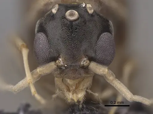 Linepithema humile specimen CASENT0845219 image casent0845219_2