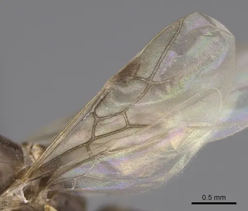 Linepithema humile specimen CASENT0845219 image casent0845219_4