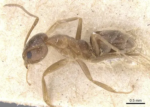Linepithema humile specimen CASENT0911562 image casent0911562_3