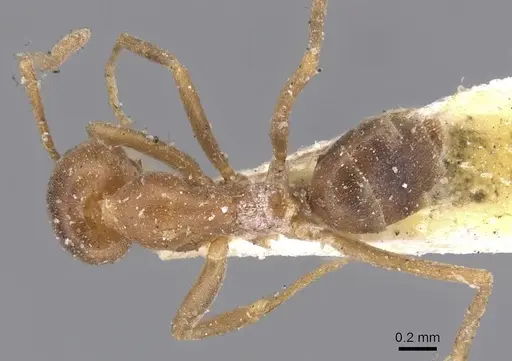 Linepithema humile specimen CASENT0915577 image casent0915577_1