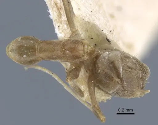 Linepithema humile specimen CASENT0917109 image casent0917109_1