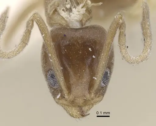 Linepithema humile specimen CASENT0917109 image casent0917109_2