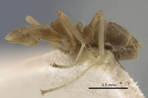 Linepithema humile specimen CASENT0917109 image casent0917109_3