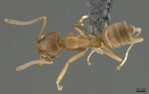 Linepithema humile specimen CASENT0923669 image casent0923669_1