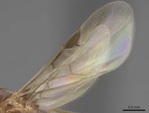 Linepithema humile specimen CASENT8154784 image casent8154784_4