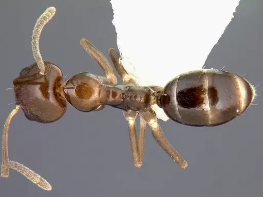 Linepithema iniquum specimen CASENT0106982 image casent0106982_1