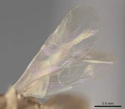 Linepithema iniquum specimen CASENT0227888 image casent0227888_4