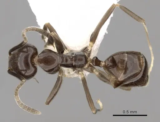 Linepithema iniquum specimen CASENT0249742 image casent0249742_1