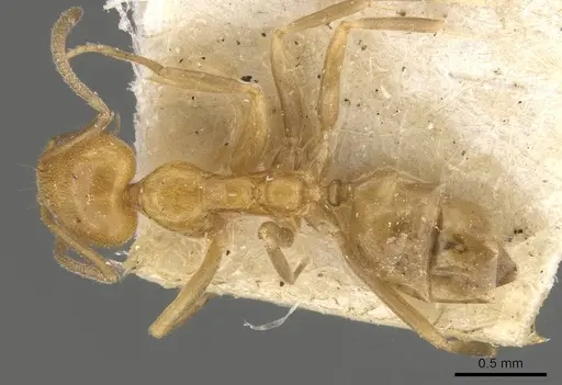 Linepithema iniquum specimen CASENT0909570 image casent0909570_1