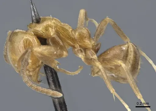 Linepithema iniquum specimen CASENT0915582 image casent0915582_3