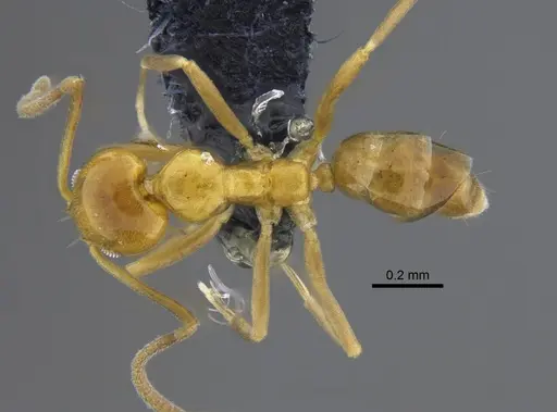 Linepithema iniquum specimen CBUMAGENT41851 image cbumagent41851_1