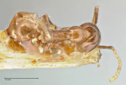 Linepithema iniquum specimen FOCOL2792 image focol2792_1