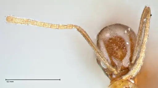 Linepithema iniquum specimen FOCOL2792 image focol2792_2