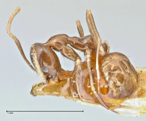 Linepithema iniquum specimen FOCOL2792 image focol2792_3
