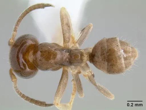 Linepithema keiteli specimen CASENT0106160 image casent0106160_1
