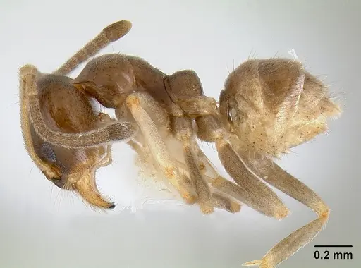 Linepithema keiteli specimen CASENT0106160 image casent0106160_3