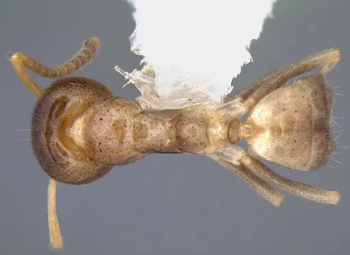 Linepithema keiteli specimen CASENT0106975 image casent0106975_1
