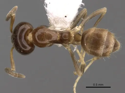 Linepithema keiteli specimen CASENT0249738 image casent0249738_1