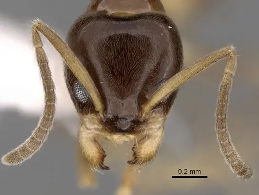 Linepithema keiteli specimen CASENT0249738 image casent0249738_2