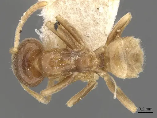 Linepithema keiteli specimen CASENT0909569 image casent0909569_1