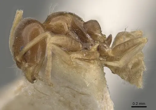 Linepithema keiteli specimen CASENT0909569 image casent0909569_3