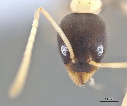 Linepithema leucomelas specimen ANTWEB1047739 image antweb1047739_1