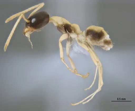 Linepithema leucomelas specimen ANTWEB1047739 image antweb1047739_2