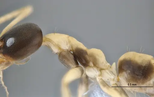 Linepithema leucomelas specimen ANTWEB1047739 image antweb1047739_3