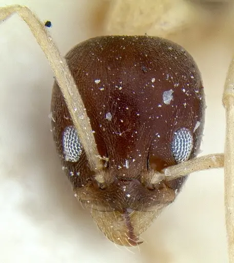 Linepithema leucomelas specimen CASENT0012703 image casent0012703_1