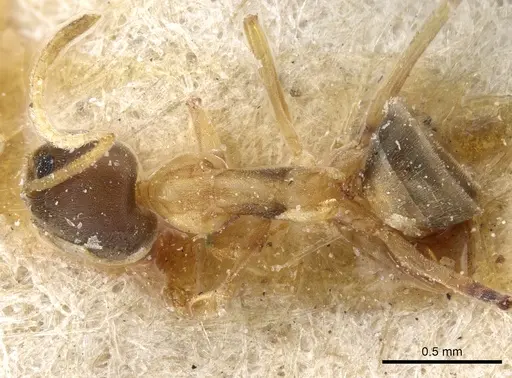 Linepithema leucomelas specimen CASENT0905061 image casent0905061_1