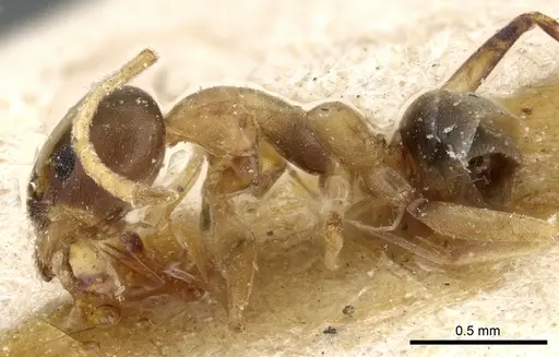 Linepithema leucomelas specimen CASENT0905061 image casent0905061_3