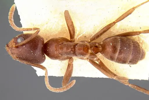 Linepithema micans specimen CASENT0106978 image casent0106978_1