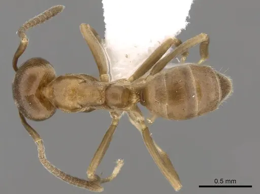 Linepithema micans specimen CASENT0249734 image casent0249734_1