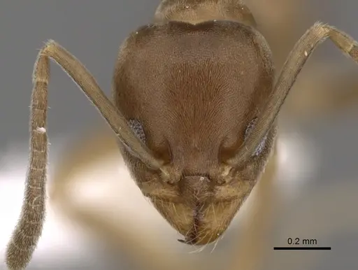Linepithema micans specimen CASENT0249734 image casent0249734_2