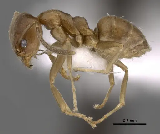 Linepithema micans specimen CASENT0249734 image casent0249734_3