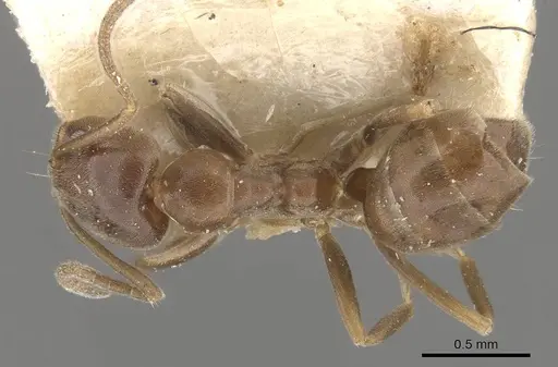 Linepithema micans specimen CASENT0909566 image casent0909566_1