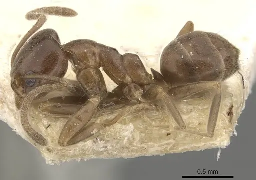 Linepithema micans specimen CASENT0909566 image casent0909566_3