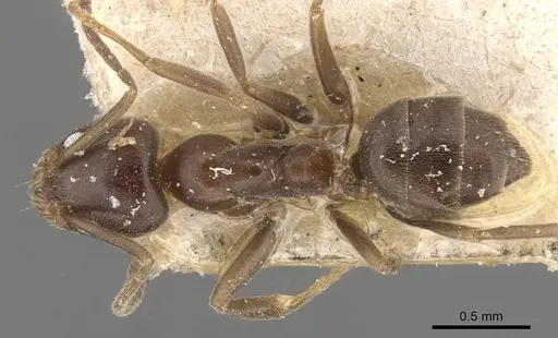 Linepithema micans specimen CASENT0909567 image casent0909567_1
