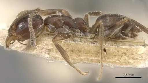 Linepithema micans specimen CASENT0909567 image casent0909567_3