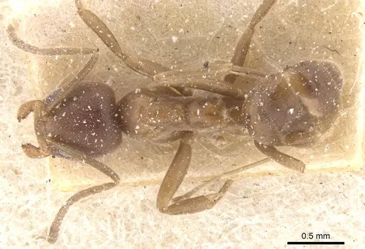 Linepithema micans specimen CASENT0911559 image casent0911559_1