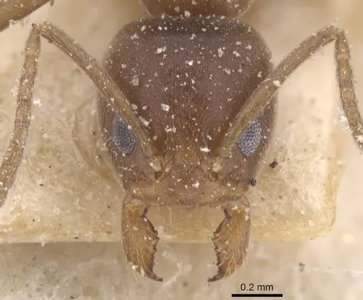 Linepithema micans specimen CASENT0911559 image casent0911559_2