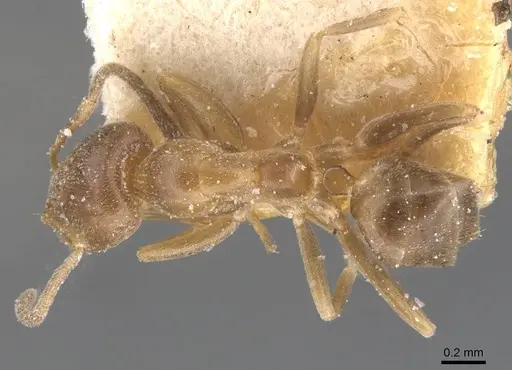 Linepithema micans specimen CASENT0911560 image casent0911560_1