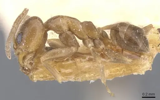 Linepithema micans specimen CASENT0911560 image casent0911560_3